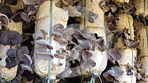 Organic Jew's ear (Auricularia auricula-judae) farm at Don Duong district, Da Lat city, Lam province, Vietnam