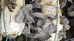 Organic Jew's ear (Auricularia auricula-judae) farm at Don Duong district, Da Lat city, Lam province, Vietnam