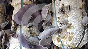 Organic Jew's ear (Auricularia auricula-judae) farm at Don Duong district, Da Lat city, Lam province, Vietnam