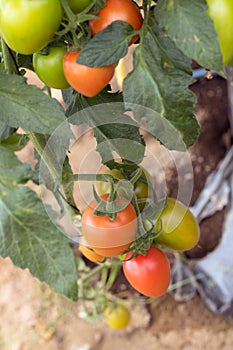 Organic Jitomates growing healthy photo