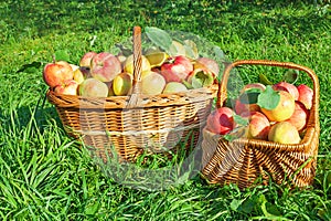 Organic juicy apples in basket. Harvesting in orchard .
