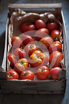 Organic juicy tomatoes