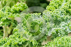 Organic kale ready for frsh salad