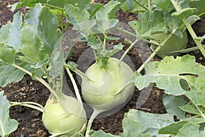 Organic Kohlrabi growing in the field