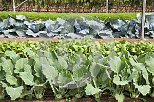 Organic kohlrabi growing in green house