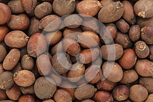 Organic Kusum (Schleichera oleosa) seeds.