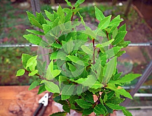 Organic laurel tree with bay leaves. Laurus nobilis photo