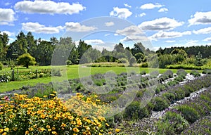 Organic Lavender farm in Linthuania