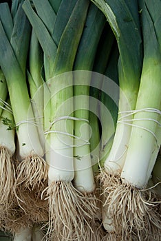 Organic leeks