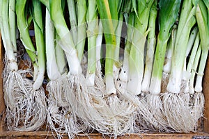 Organic leeks