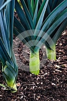Organic leeks growing on compost soil home gardening