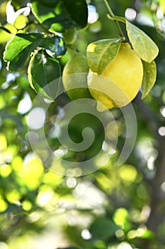 Organic lemons hanging on a tree