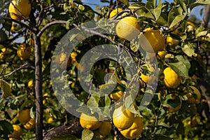 Organic lemons ripening and hanging from the branches of a healthy lemon tree under a blue sky