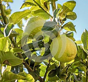 Organic Lemons in the tree, time for harvest, Limassol Cyprus