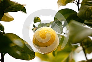 Organic lemons on tree under rain