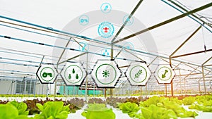 Organic lettuce agriculture farm in house controlled by modern technology with wireless network,with technology icon and WiFi