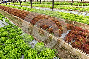 Organic lettuce field