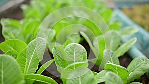 organic lettuce or green cos growing on plot