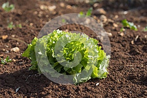 Organic green salad photo