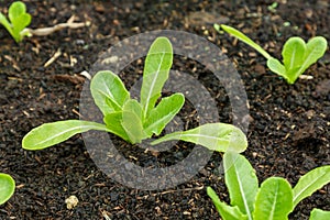 Organic lettuce grown on the ground,Fresh lettuce in a vegetable garden