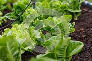 Organic lettuce grown on the ground,Fresh lettuce in a vegetable garden