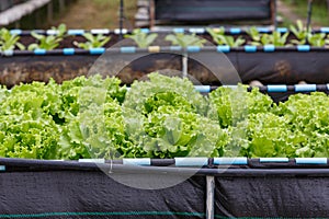 Organic lettuce grown on the ground,Fresh lettuce in a vegetable garden