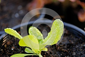 Organic lettuce grown on the ground,Fresh lettuce in a vegetable garden