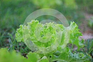 Organic lettuce grown on the ground,Fresh lettuce in a vegetable garden