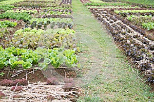 lettuce plant growing in vegetable garden. soil cultivation. Agricultural industry.