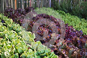 lettuce plant growing in vegetable garden. soil cultivation. Agricultural industry.