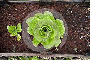 Organic lettuce in a Vegetable Garden