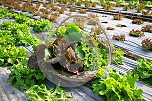 Organic lettuce in wood wicker basket with vegetable garden blurred background