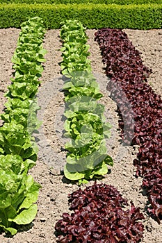 Organic Lettuces