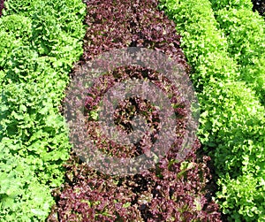 Organic lettuces in a garden