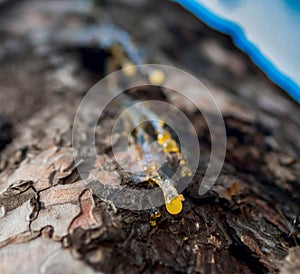 Organic life concept: leaking bright yellow drops of pine tar, resin, with a spider web on a dark tree bark background, sunny summ