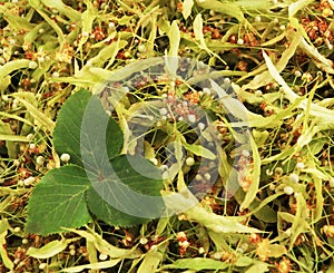 Organic Linden Tree Flowers, Close Up