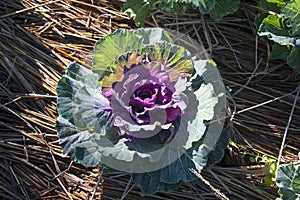 Organic Long-lived Cabbage