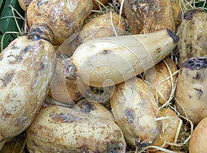 Organic Lotus root or Fresh Water lily root sale in farm market.