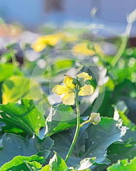 Organic Luffa plant with blossom yellow flowers on pergola at homegrown garden near Dallas, Texas, USA