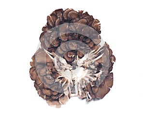 Organic maitake immune enhancing medicinal mushroom