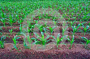 Organic maize farm or corn field seeding and plantign agriculture