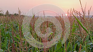 Organic maize field at sunset. Growing bushes of corn. Slow motion.