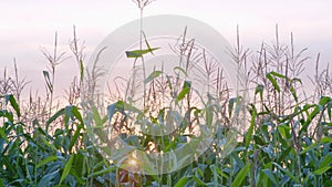 Organic maize field at sunset. Growing bushes of corn. Slow motion.