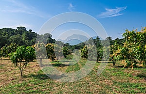 Organic mango farm in countryside of Thailand