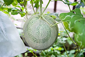 Organic melon farm in garden home for agriculture concept