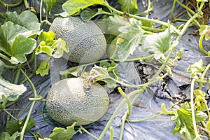 Organic melon farming in North of Thailand, fruit farm, agriculture concept