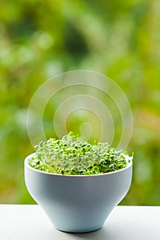 Organic micro greens concept with copy text