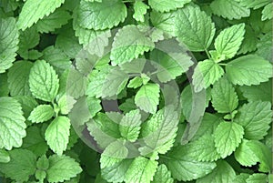 Organic mint (Mentha img