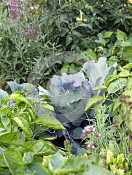 Organic mixed vegetables on the vegetable garden bed