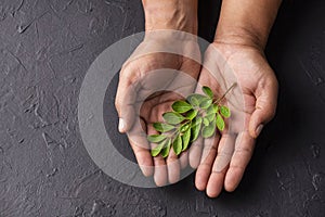 Organic moringa leaves on hands - Moringa oleifera